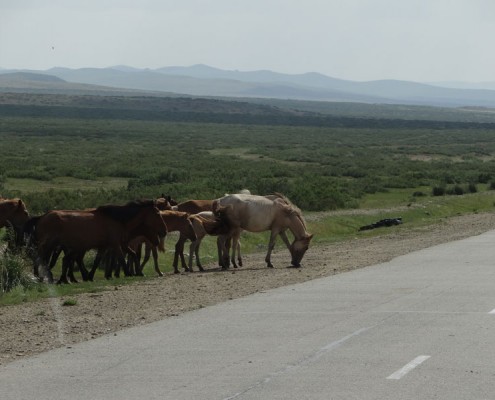 Sibirya Moğolistan Turu 8