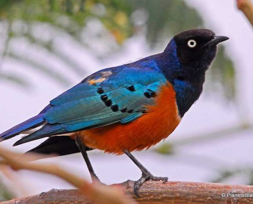 Etiyopya Kuşları