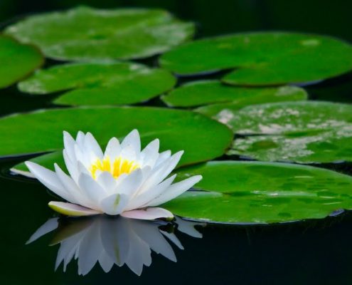 Lotus Budizm